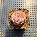 Echeveria 'Magic Diamond' 1" Succulent Plant Cutting