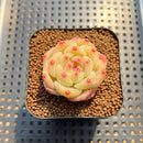 Echeveria 'Fortitude' 1"-2" Succulent Plant Cutting
