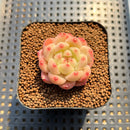 Echeveria 'Fortitude' 1"-2" Succulent Plant Cutting