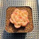 Echeveria 'Fortitude' 1"-2" Succulent Plant Cutting