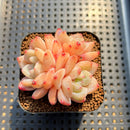 Echeveria 'Frost Flower' 2" Cluster Succulent Plant Cutting