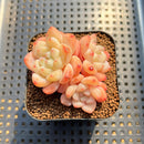 Echeveria 'Frost Flower' 2" Cluster Succulent Plant Cutting