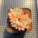 Echeveria 'Frost Flower' 2" Cluster Succulent Plant Cutting