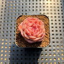Echeveria 'Purple Mood' 1" Succulent Plant Cutting