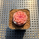 Echeveria 'Purple Mood' 1" Succulent Plant Cutting