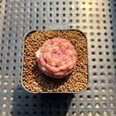 Echeveria 'Purple Mood' 1" Succulent Plant Cutting