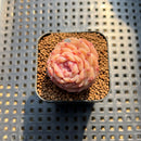 Echeveria 'Purple Mood' 1" Succulent Plant Cutting