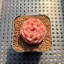 Echeveria 'Purple Mood' 1" Succulent Plant Cutting