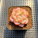 Echeveria 'Frost Flower' 1"-2" Succulent Plant Cutting