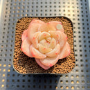 Echeveria 'Frost Flower' 1"-2" Succulent Plant Cutting