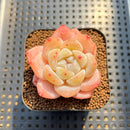 Echeveria 'Frost Flower' 1"-2" Succulent Plant Cutting