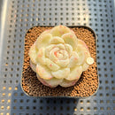 Echeveria 'Ice Berry' 2" Succulent Plant Cutting