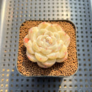 Echeveria 'Ice Berry' 2" Succulent Plant Cutting