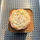 Echeveria 'Ice Berry' 2" Succulent Plant Cutting