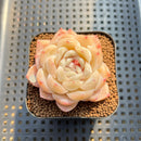 Echeveria 'Ice Berry' 2" Succulent Plant Cutting