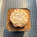 Echeveria 'Ice Berry' 2" Succulent Plant Cutting