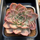 Echeveria 'Floriditi' Variegated 4"-5" Succulent Plant Cutting