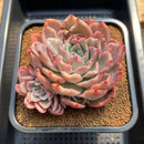 Echeveria 'Floriditi' Variegated 4"-5" Succulent Plant Cutting