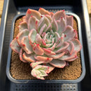 Echeveria 'Floriditi' Variegated 4"-5" Succulent Plant Cutting