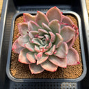 Echeveria 'Floriditi' Variegated 4"-5" Succulent Plant Cutting