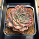 Echeveria 'Floriditi' Variegated 4"-5" Succulent Plant Cutting