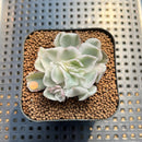 Echeveria 'White Princess' Variegated 1"-2" Succulent Plant Cutting