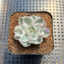 Echeveria 'White Princess' Variegated 1"-2" Succulent Plant Cutting