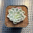 Echeveria 'White Princess' Variegated 1"-2" Succulent Plant Cutting
