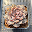 Graptoveria 'Highstone' Carunculated 2" Succulent Plant Cutting