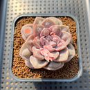 Graptoveria 'Highstone' Carunculated 2" Succulent Plant Cutting