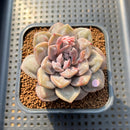Graptoveria 'Highstone' Carunculated 2" Succulent Plant Cutting