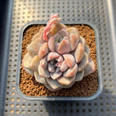 Graptoveria 'Highstone' Carunculated 2" Succulent Plant Cutting