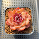 Echeveria 'Odette' 2"-3" Succulent Plant Cutting