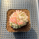 Echeveria 'Emerald' 2" Cluster Succulent Plant Cutting