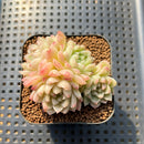 Echeveria 'Emerald' 2" Cluster Succulent Plant Cutting