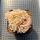 Echeveria 'Emerald' 2" Cluster Succulent Plant Cutting