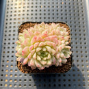 Echeveria 'Emerald' 2" Cluster Succulent Plant Cutting