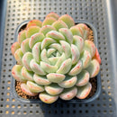 Echeveria 'Narcissism' 3"-4" Succulent Plant Cutting