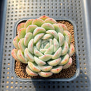 Echeveria 'Narcissism' 3"-4" Succulent Plant Cutting