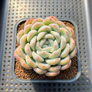 Echeveria 'Narcissism' 3"-4" Succulent Plant Cutting