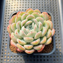 Echeveria 'Narcissism' 3"-4" Succulent Plant Cutting