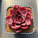 Echeveria sp. 2" Succulent Plant Cutting