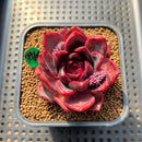 Echeveria sp. 2" Succulent Plant Cutting