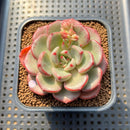 Echeveria 'Michelle Rosa' 2" Succulent Plant Cutting