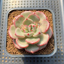 Echeveria 'Michelle Rosa' 2" Succulent Plant Cutting