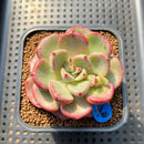 Echeveria 'Michelle Rosa' 2" Succulent Plant Cutting