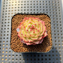 Echeveria 'Lingguang' 1"-2" Succulent Plant Cutting