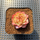 Echeveria 'Lingguang' 1"-2" Succulent Plant Cutting