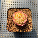 Echeveria 'Lingguang' 1"-2" Succulent Plant Cutting