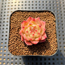 Echeveria 'Lingguang' 1"-2" Succulent Plant Cutting